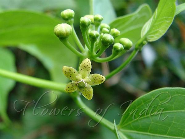 Green Milkweed Creeper